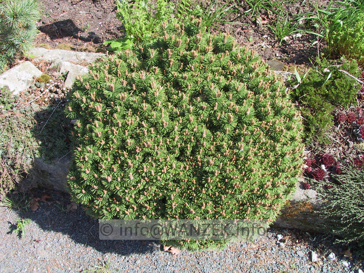 Pinus mugo Hessei.JPG